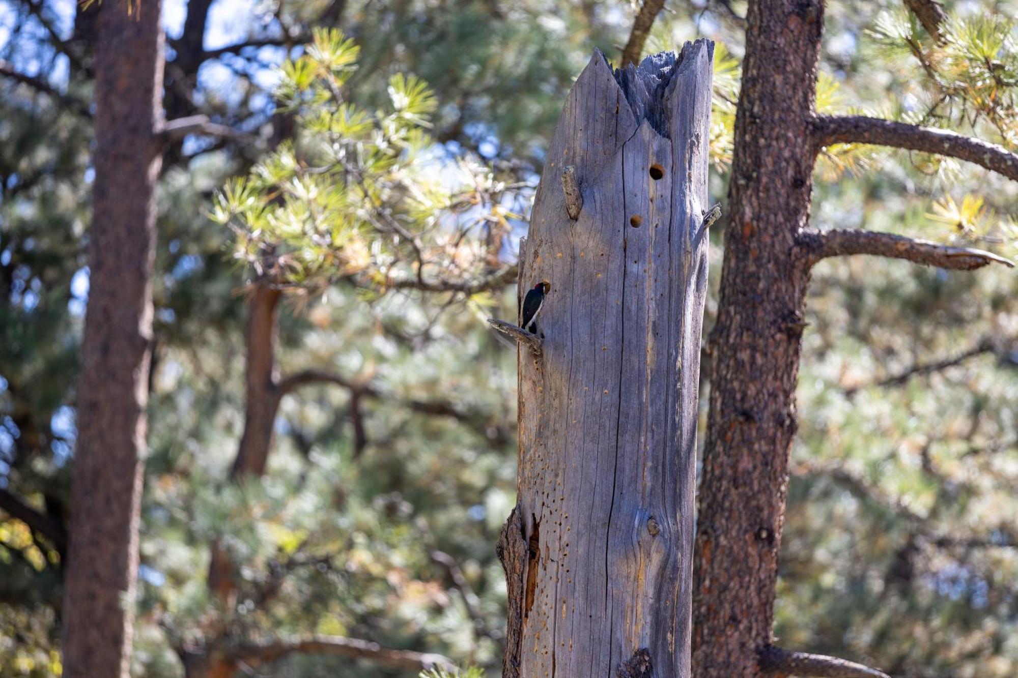 Ruidoso Lodge Cabin # 9 Bagian luar foto